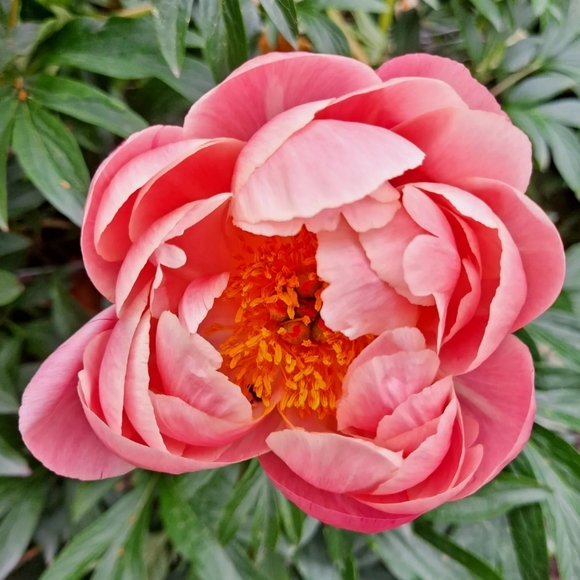 Meet Your Posher, Sheena : ) - Picture 4 of 8